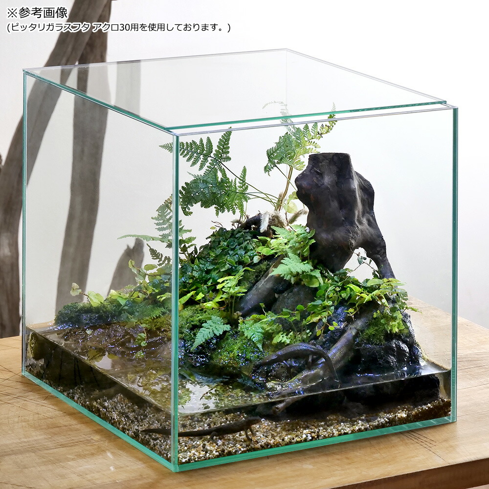 水槽 ADA AQUARIUM CUBE GARDEN 30cm Amazon | ADA CUBE GARDEN ガラス