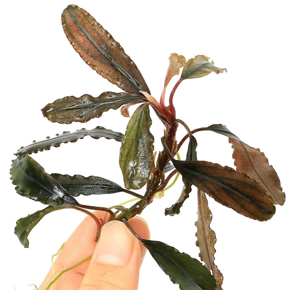 ブセファランドラ sp. クアラクアヤン 超大株 無農薬 水中葉 楽天市場