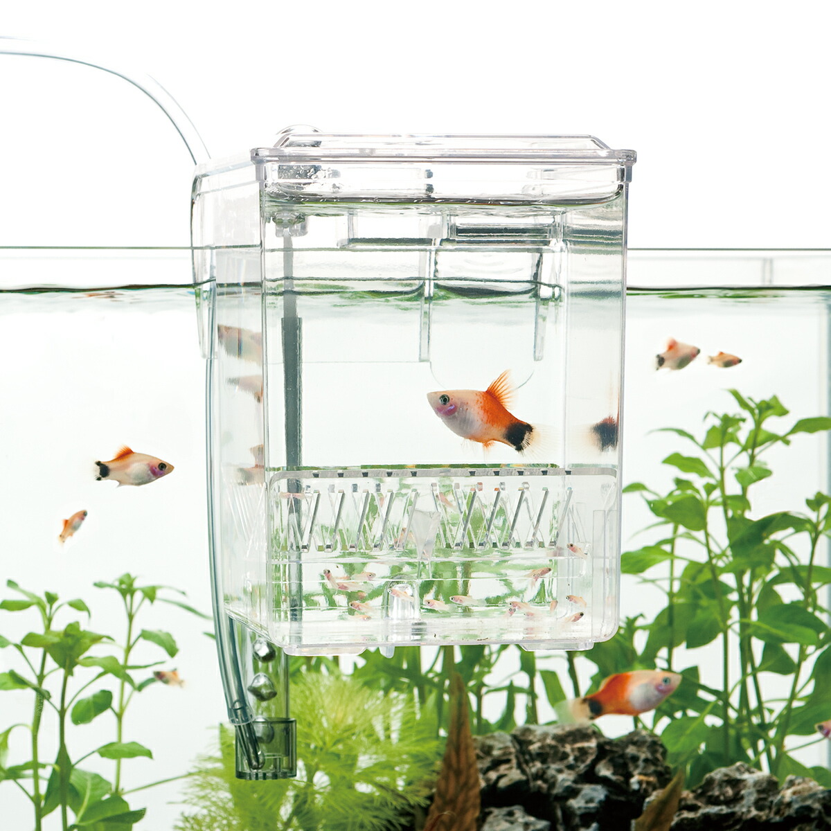 楽天市場】スドー 外掛式産卵飼育ボックス サテライトS 関東当日便