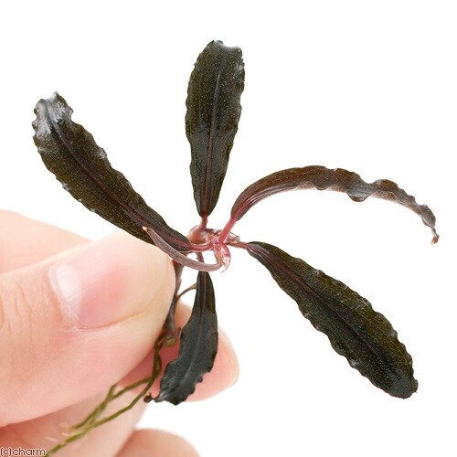 ブセファランドラspクダガン 流木付き 群生No.1 ブセファランドラsp