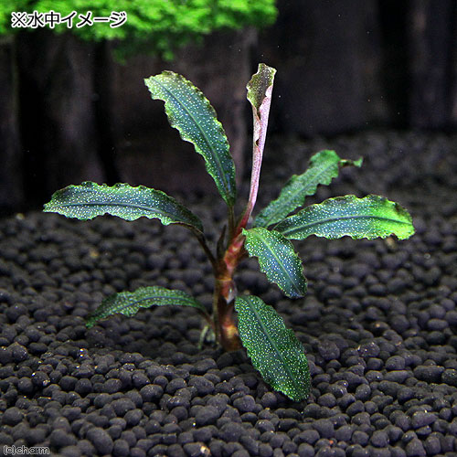 専用ゆうゆうメルカリ便ブセファランドラ クダガン 約30株くらい