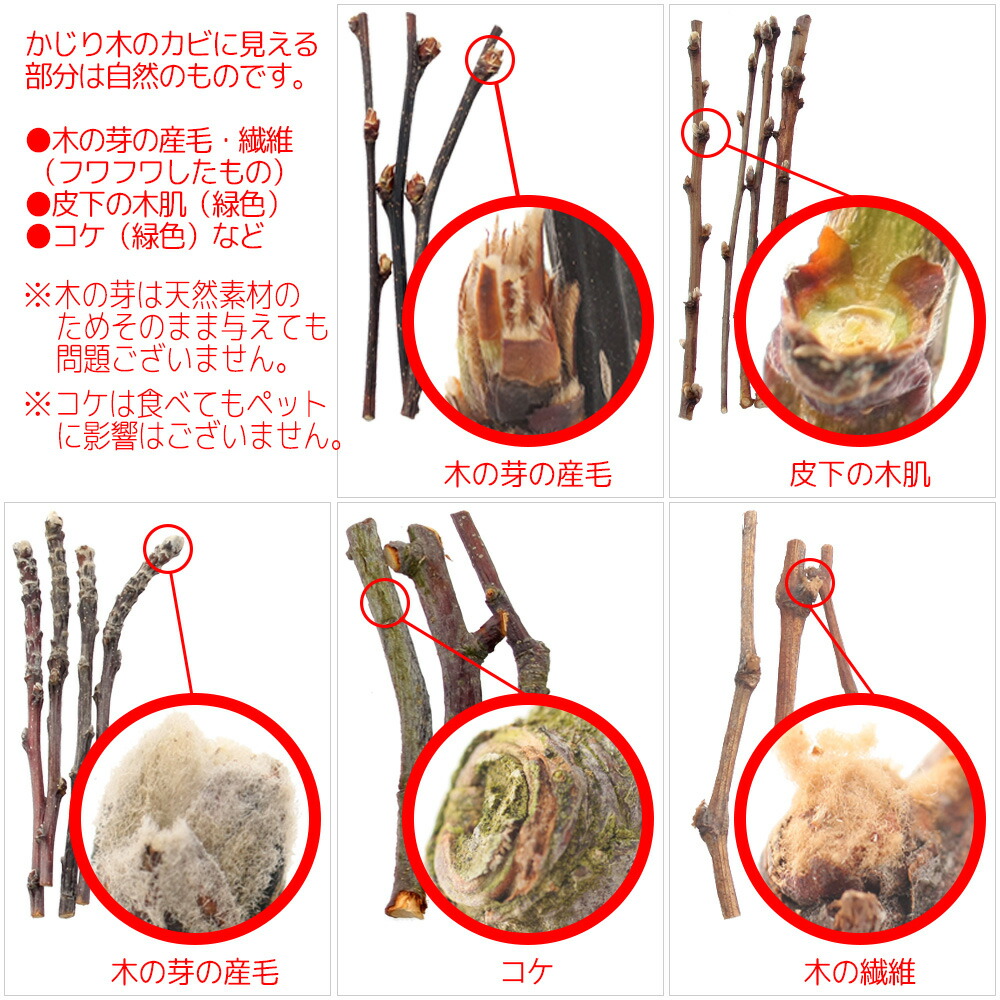 楽天市場】かじり木 国産 りんごの木 極細枝 40g 小動物 おもちゃ