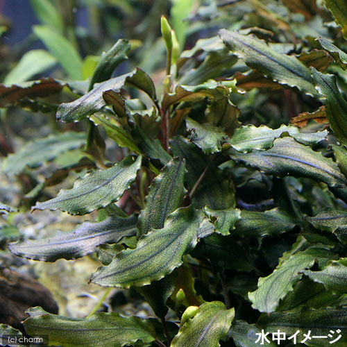 ブセファランドラsp.ゴーストカリマンタン（水上大株