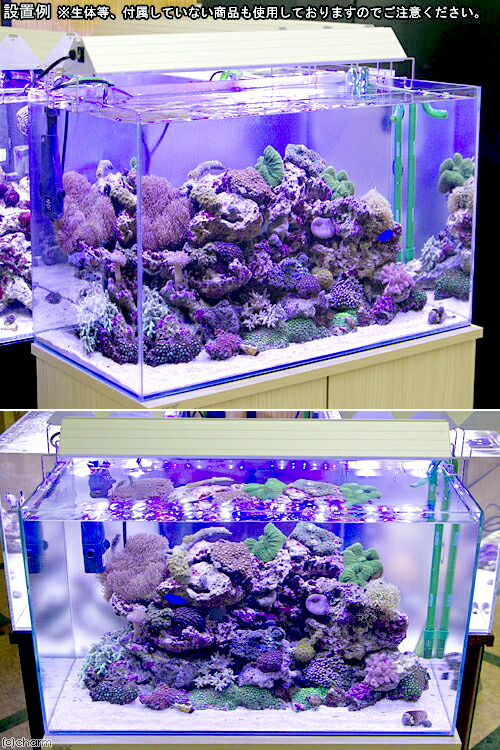 海水魚60㌢水槽セット