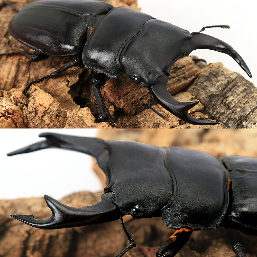 楽天市場】（昆虫）国産オオクワガタ 福岡県久留米市産 成虫 70