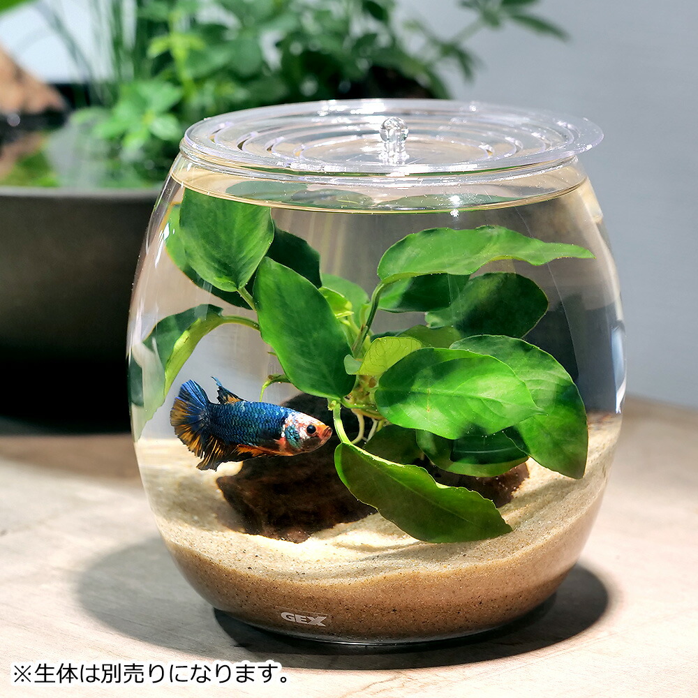 楽天市場】（水草）GEX グラスアクアドロップ N 〜アヌビアスナナ