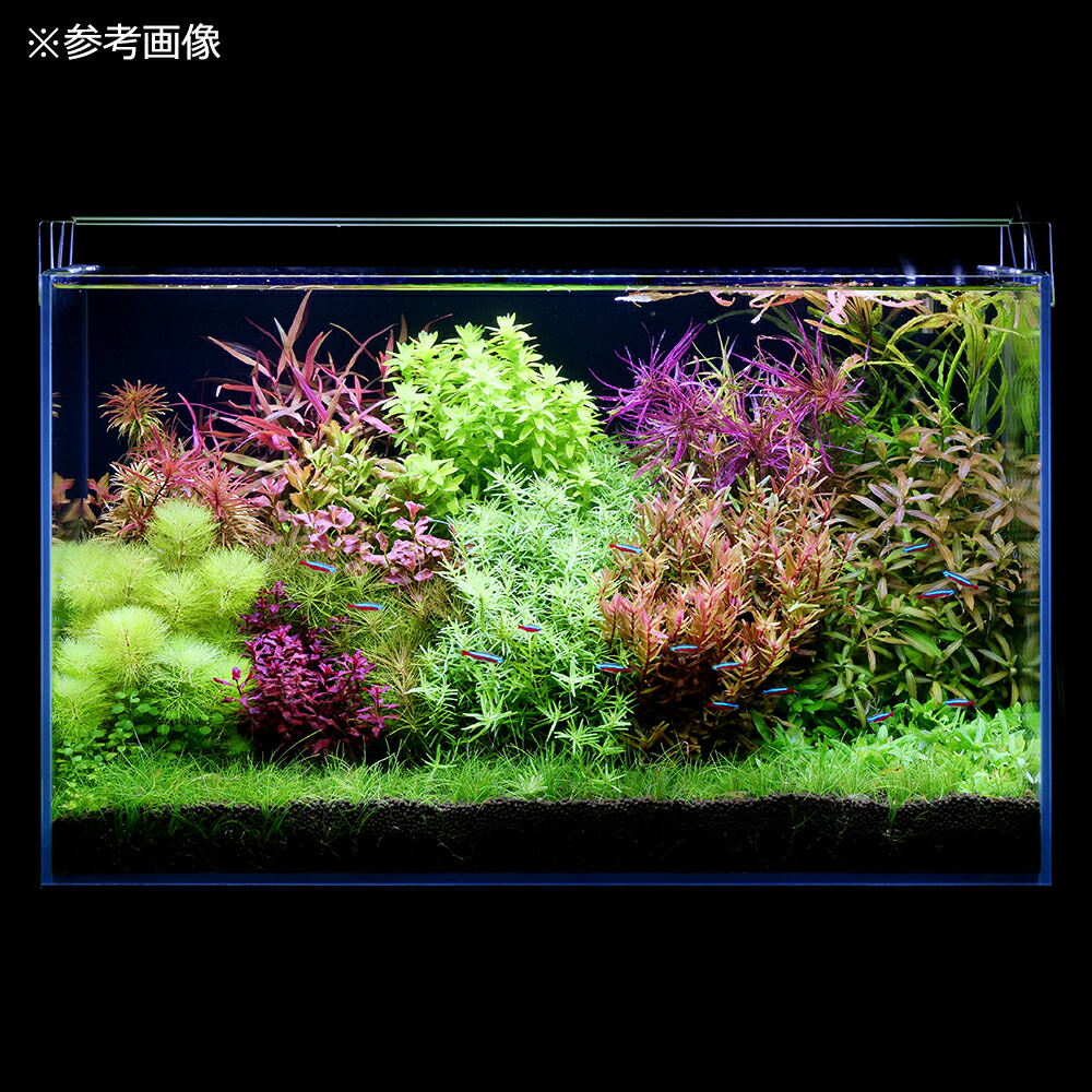 ゼンスイ LED Viiita600 60cm水槽 ライト 熱帯魚 ゼンスイ 水槽用LED