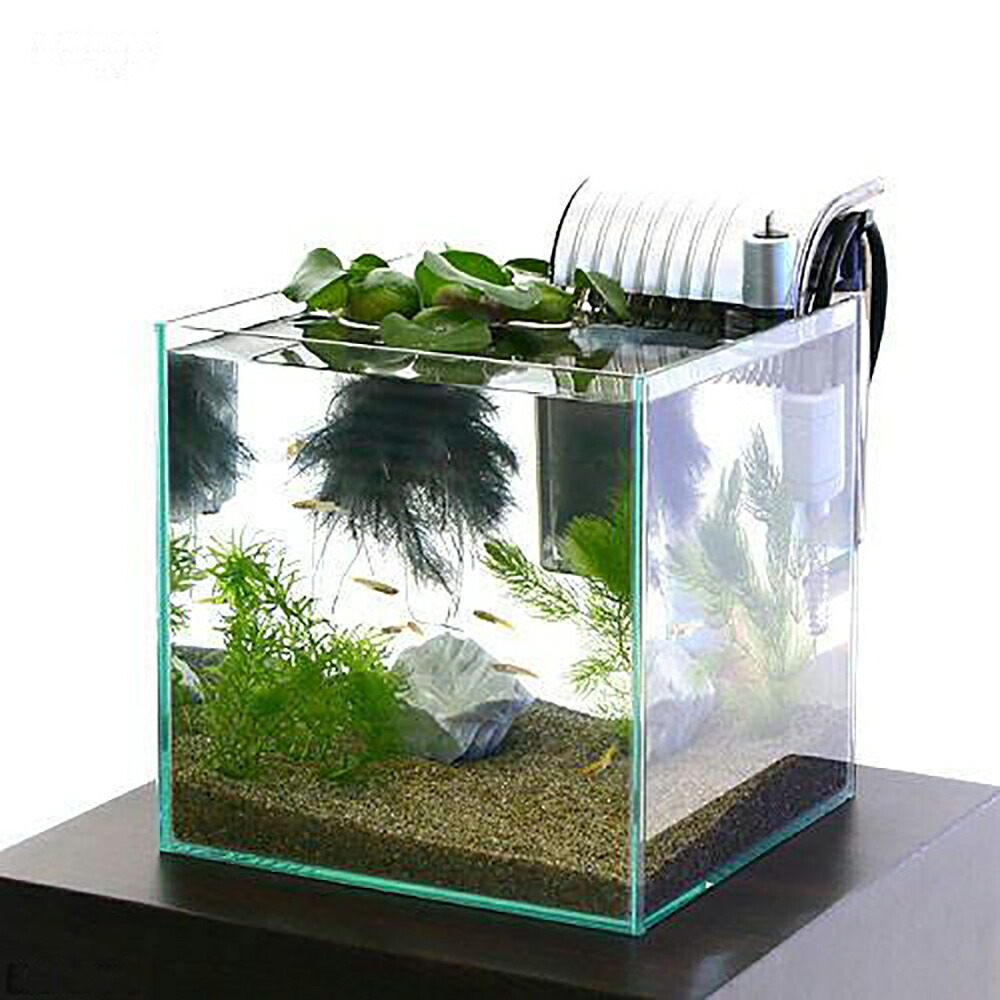 楽天市場】サンゴ 飼育 セットの通販