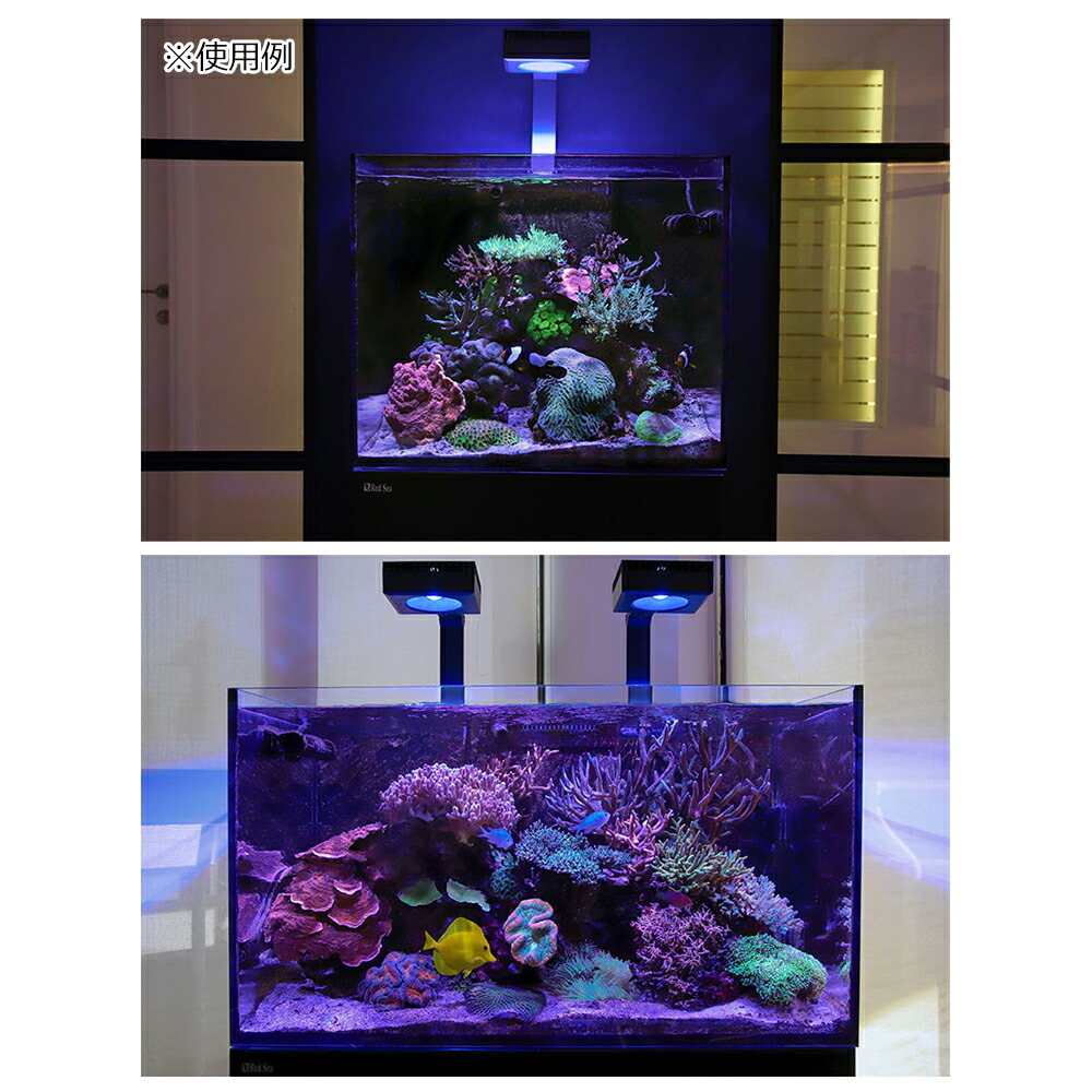 楽天市場】アウトレット品 レッドシー Reef LED 90 サンゴ