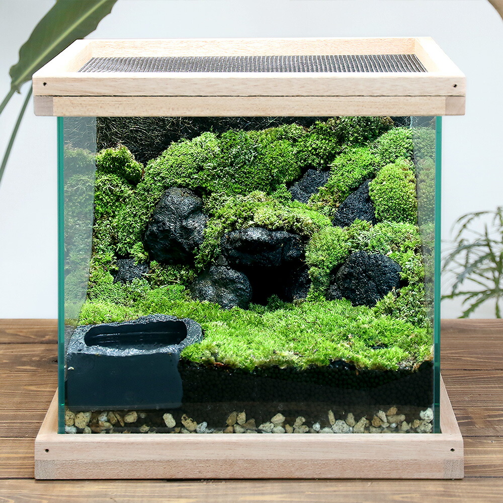 楽天市場】イモリウム 〜イモリの洞窟〜 レイアウトセット お一人様2