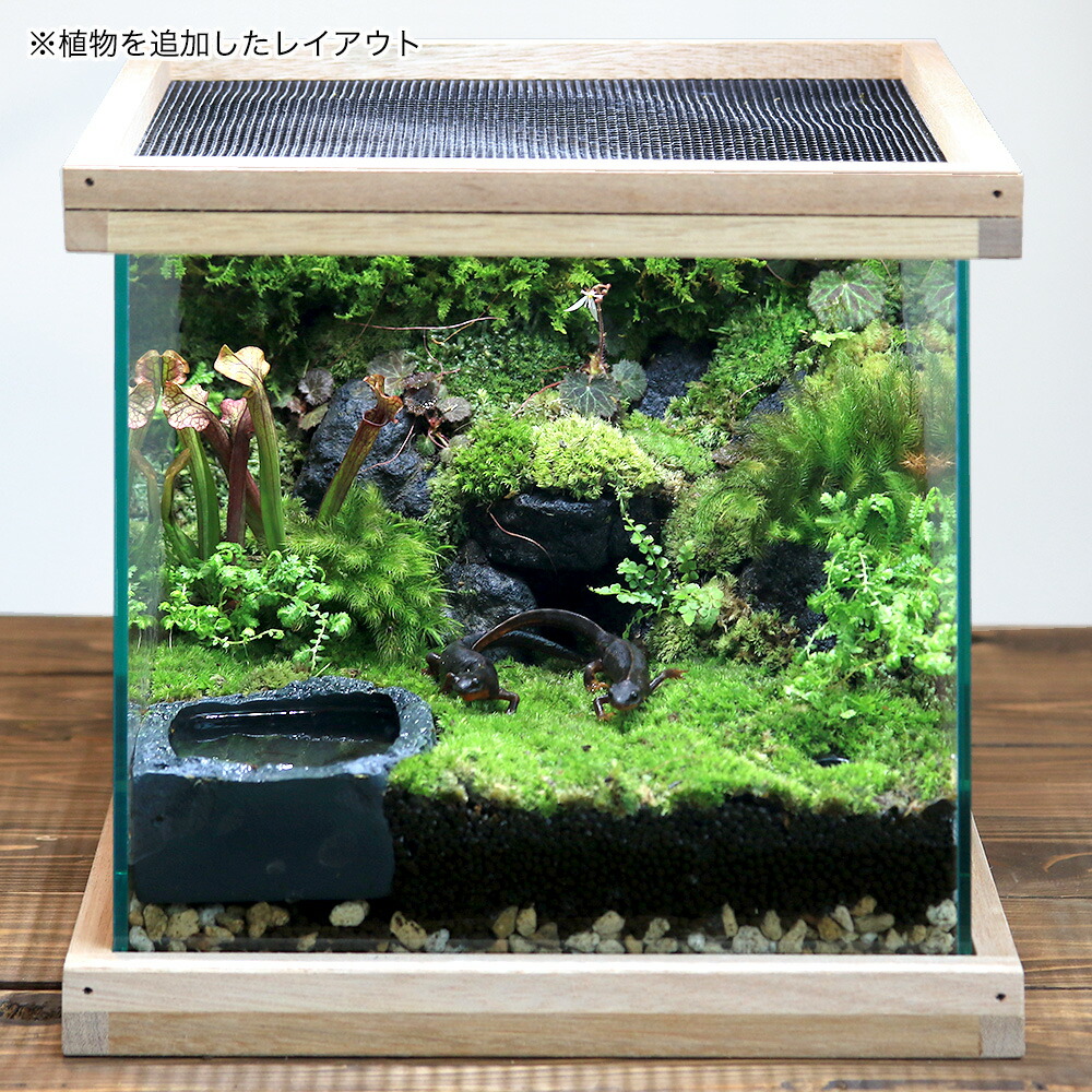 楽天市場】イモリウム 〜イモリの洞窟〜 レイアウトセット お一人様2