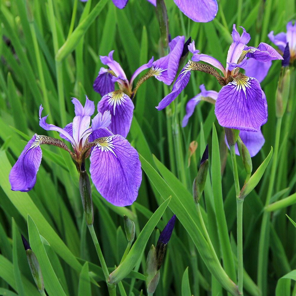楽天市場】（ビオトープ）水生植物 ヒオウギアヤメ（1ポット）湿生