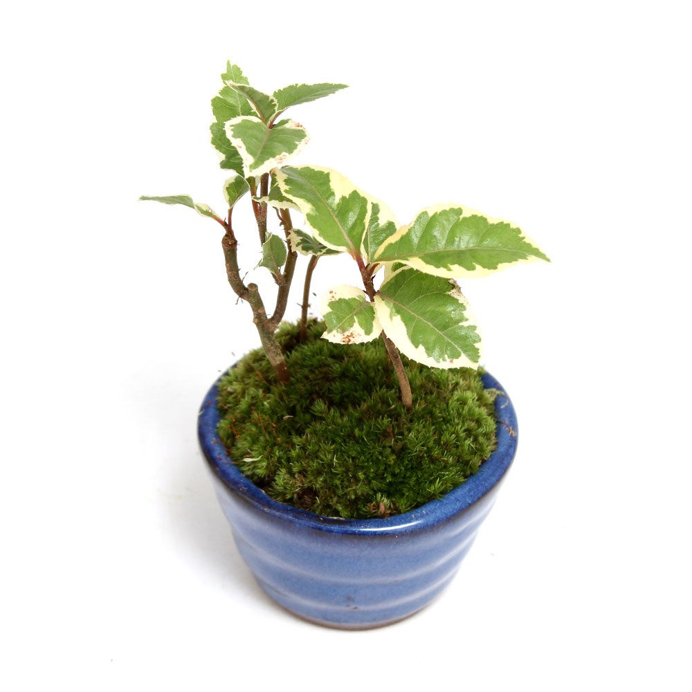 萬留平 盆栽鉢 山野草 萬留平 盆栽鉢 山野草 萬留