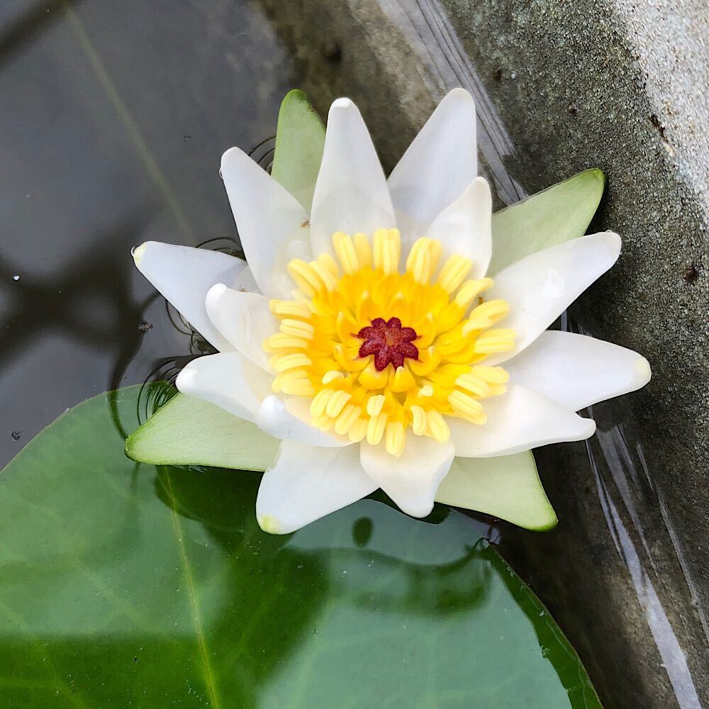 楽天市場】（ビオトープ）睡蓮 エゾベニヒツジグサ（1ポット）浮葉