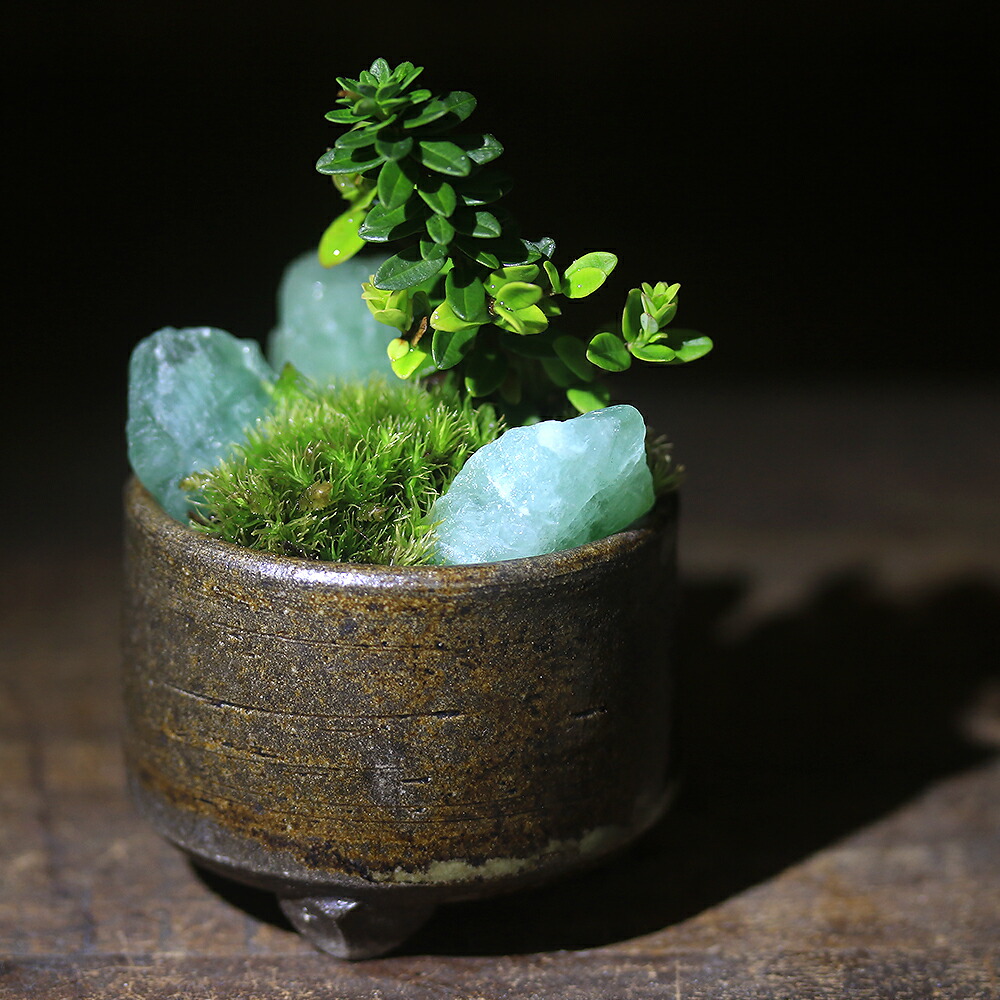 碧水 盆栽鉢 山野草 碧水 盆栽鉢 山野草 碧水 盆栽鉢 山野草 楽天市場