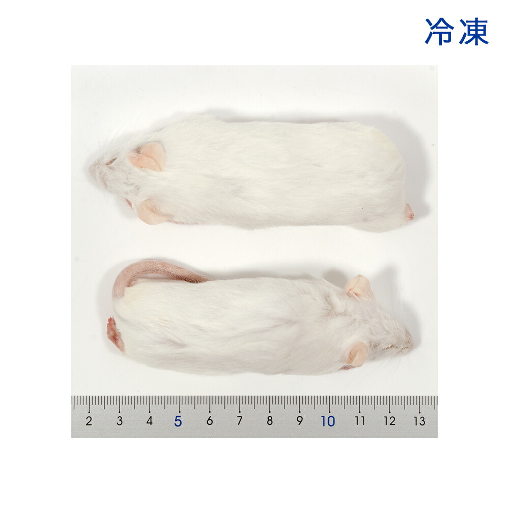 楽天市場】冷凍☆SPFマウス アダルトマウスXL（10匹） （約