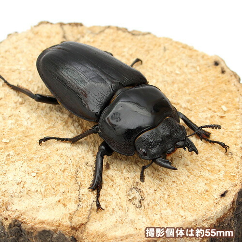楽天市場】（昆虫）国産オオクワガタ 大阪府能勢町産 YG血統 幼虫 親