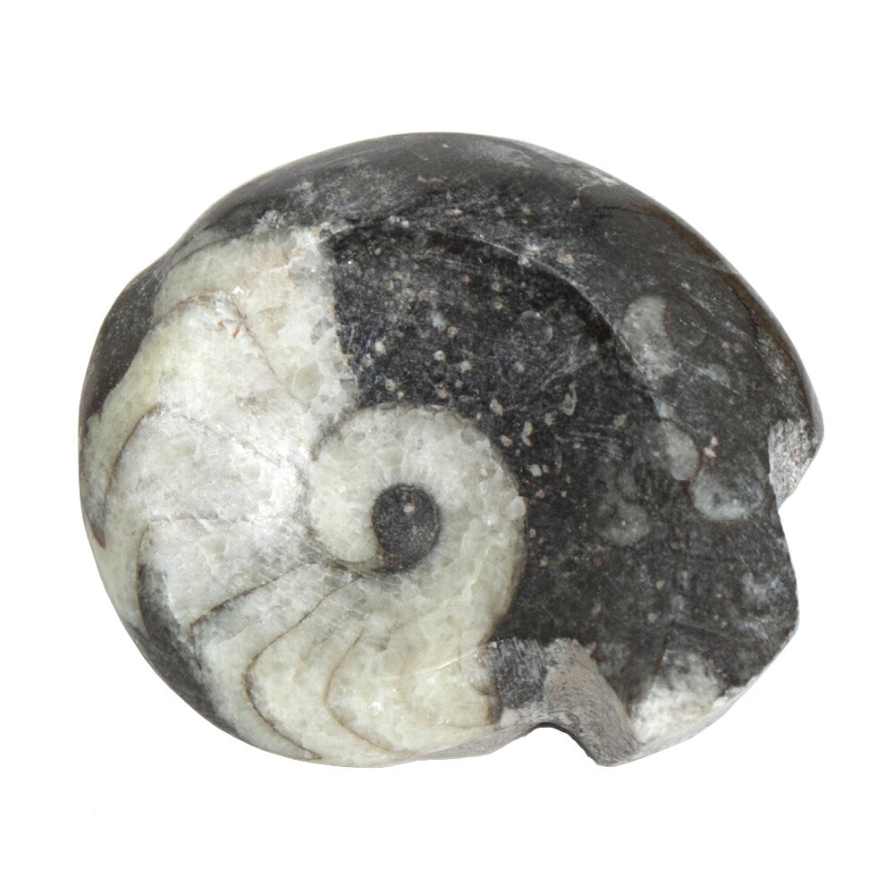 希少‼︎】モロッコ産 アンモナイト オルソセラス 3億7千年前 化石 希少