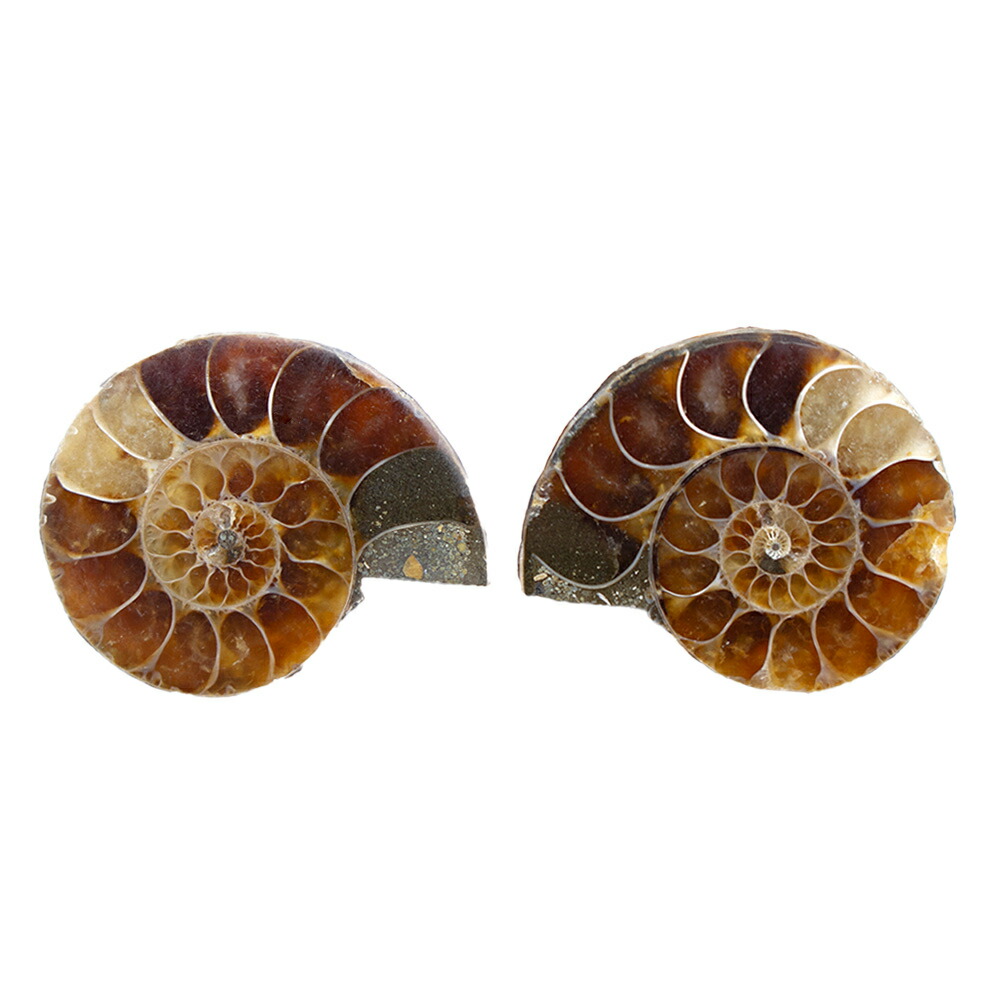 楽天市場】形状お任せ マダガスカル産 アンモナイト スライス 1ペア