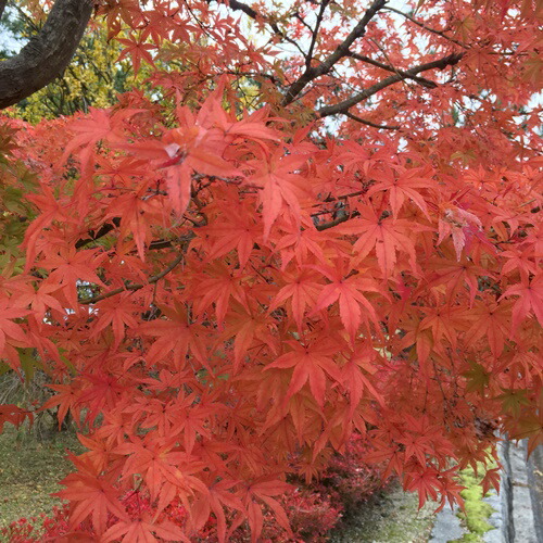 楽天市場】イロハモミジ 株立ち 苗木 10号フレグラー鉢植え【鉢色