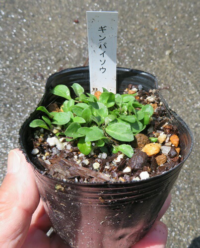 楽天市場】銀杯草(ギンパイソウ) 3号苗(d11) : 千草園芸