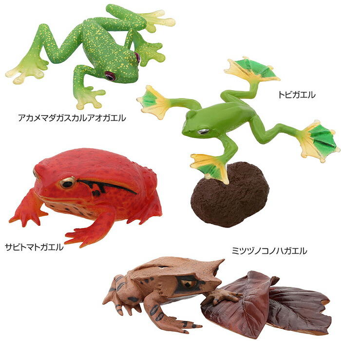 楽天市場】動物 リアル カエル フィギュア 立体図鑑 フロッグボックス
