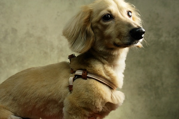 楽天市場】【ナチュラルリメイク ハーネス 】【全8色】 レッド ピンク