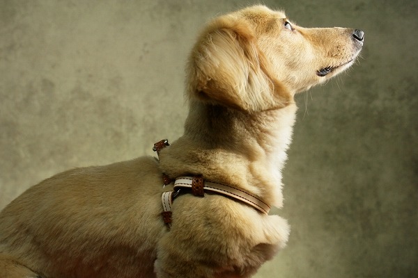 楽天市場】【ナチュラルリメイク ハーネス 】【全8色】 レッド ピンク