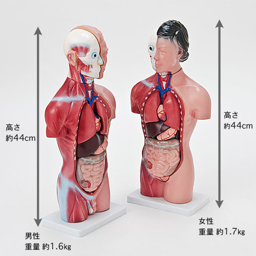 楽天市場】内臓人体模型女性/男性 44cm 骸骨 骨格 骨 模型 ガイコツ