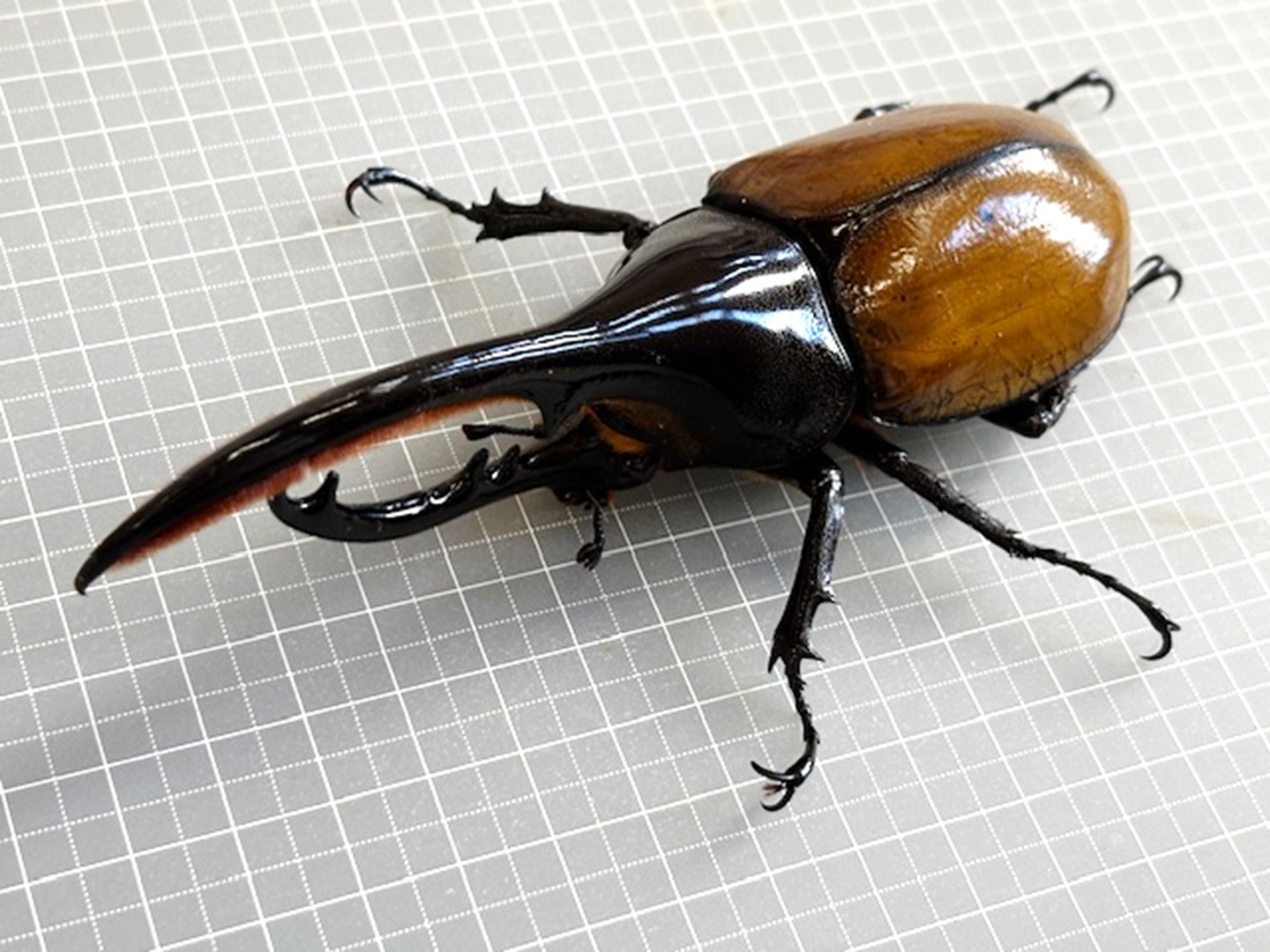 楽天市場】美麗亜種【DDA】ヘラクレス・エクアトリアヌス 成虫 ペア