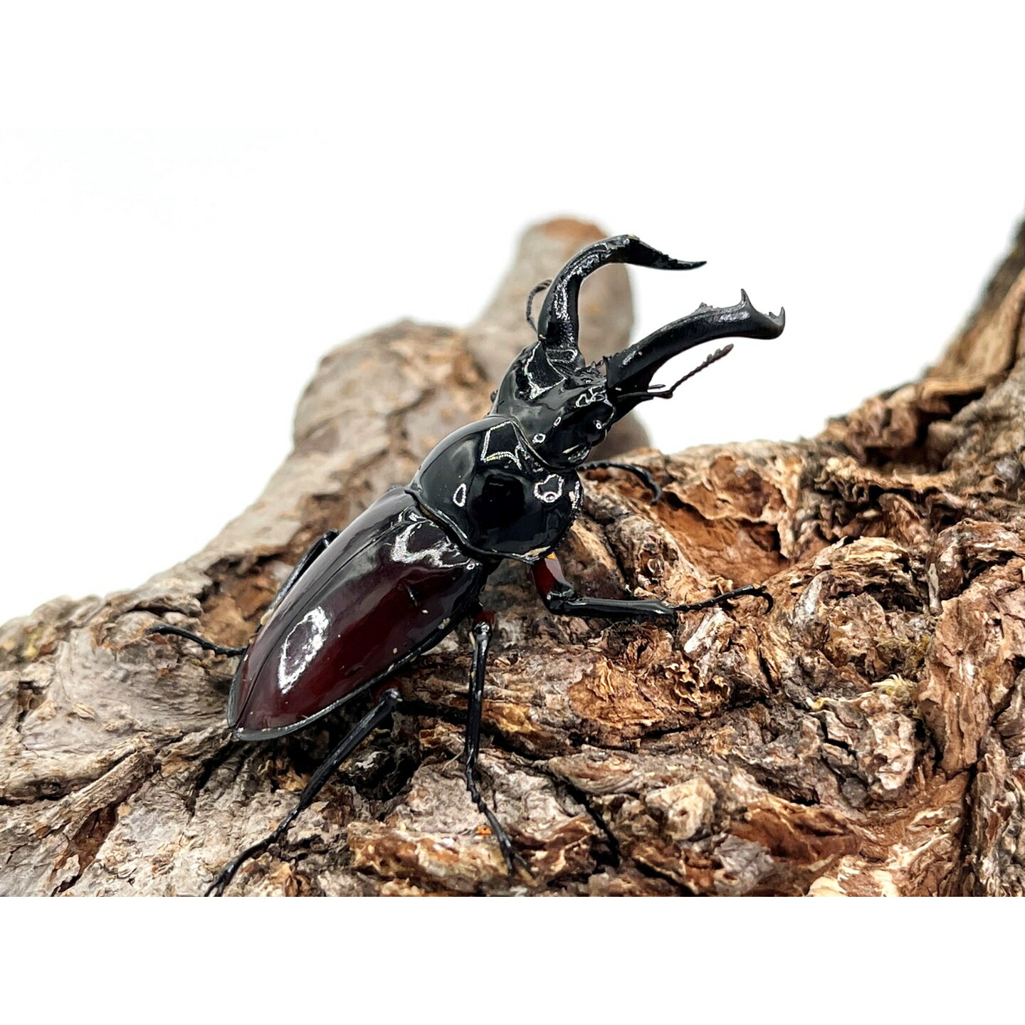 楽天市場】ベトナム便/天然個体【DDA】オーベルチュールクロツヤシカ