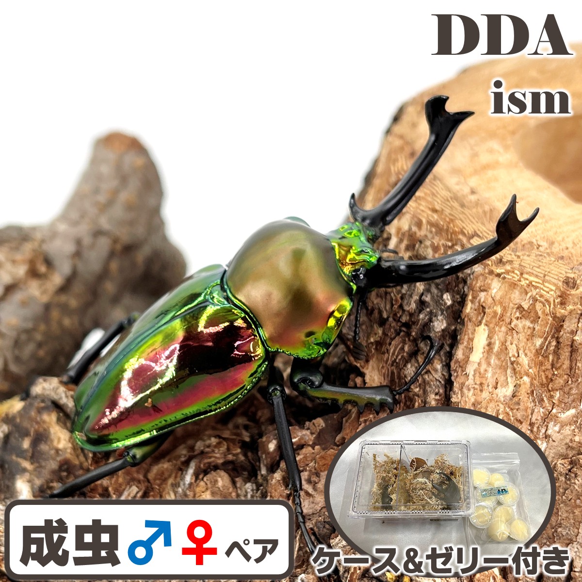 楽天市場】世界で最も美しいクワガタ【DDA】ニジイロクワガタ 成虫