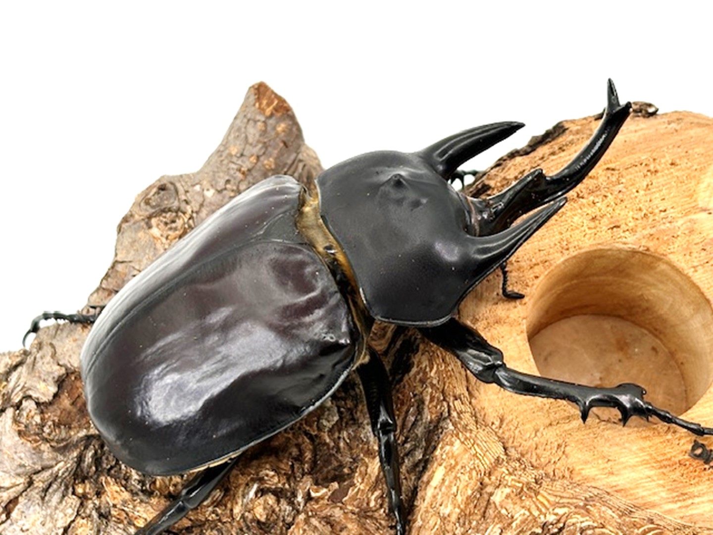 昆虫 標本 カブトムシ 3個体 南米ペルー カブトムシの昆虫標本教室