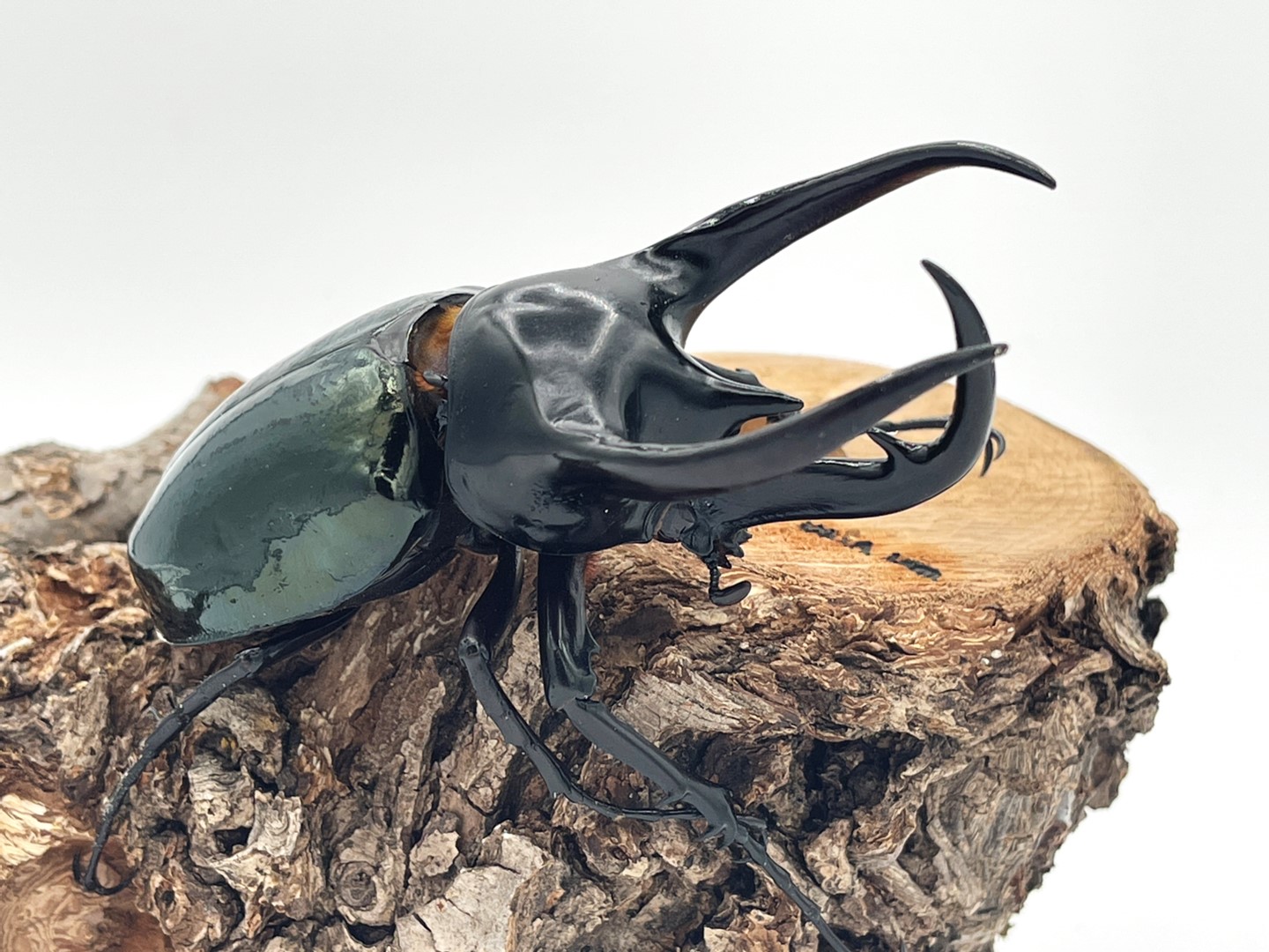 標本】コーカサスオオカブト スマトラ島産 120.0ミリ 野外品 標本