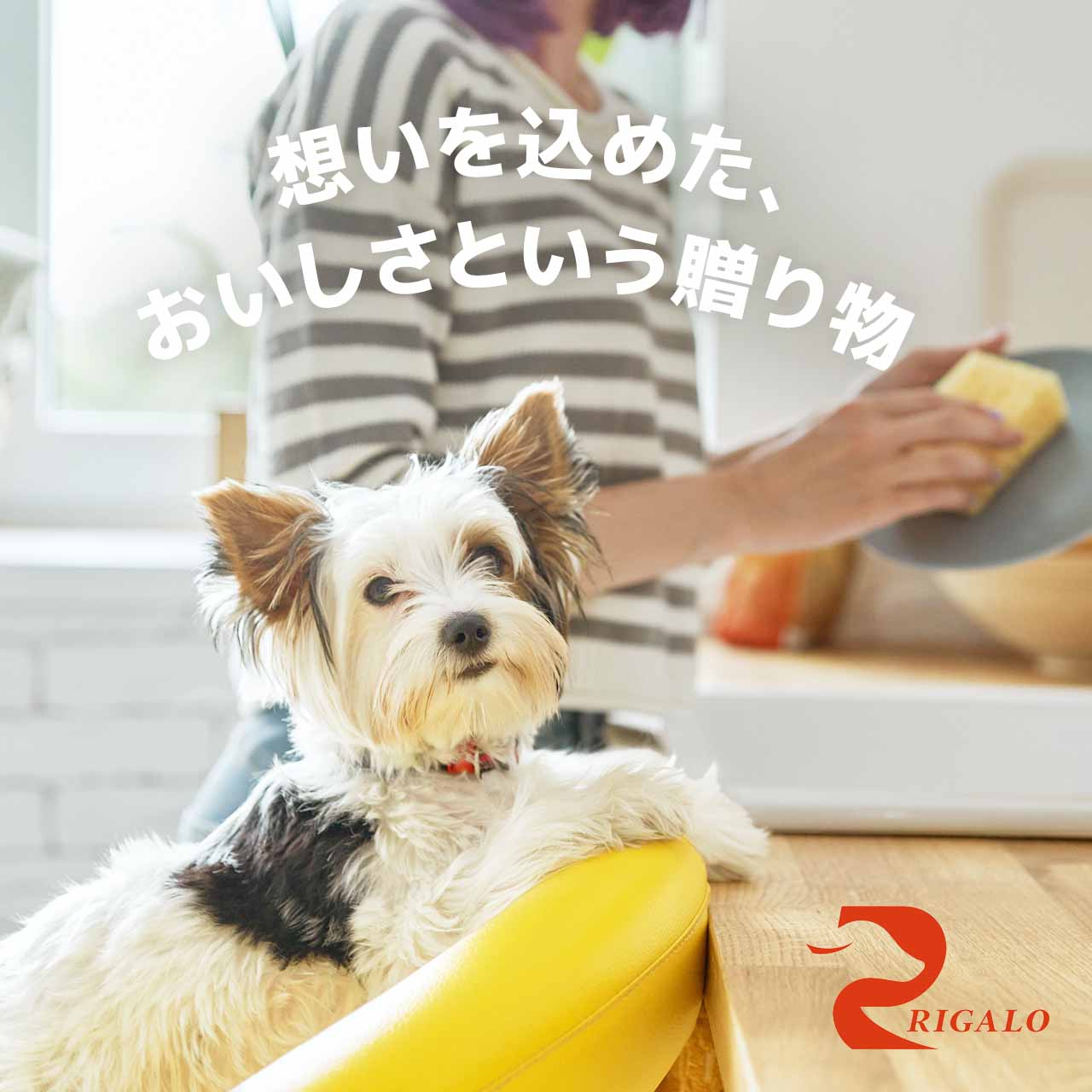 楽天市場】リガロ ターキー 子犬成犬用 1.8kg グレインフリー チキン不