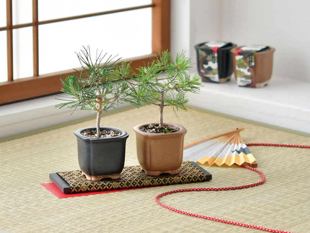 楽天市場】【アウトレットセール】聖新陶芸 The BONSAI 栽培セット