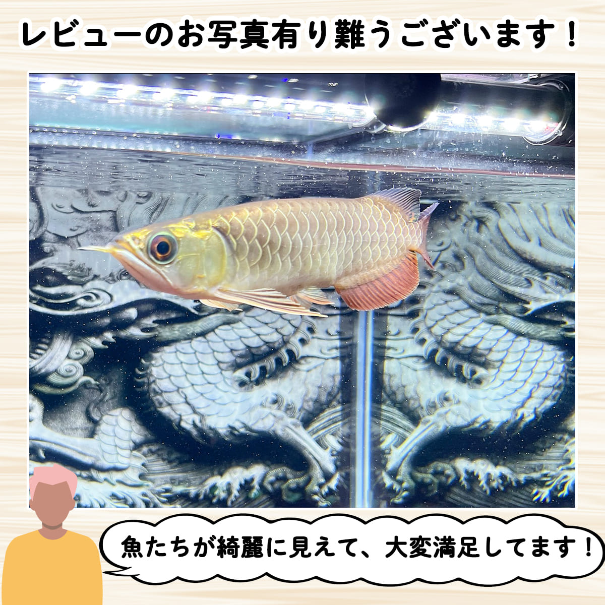 楽天市場】過背金龍 藍底金龍 アロワナライト 水槽ライト テンニング