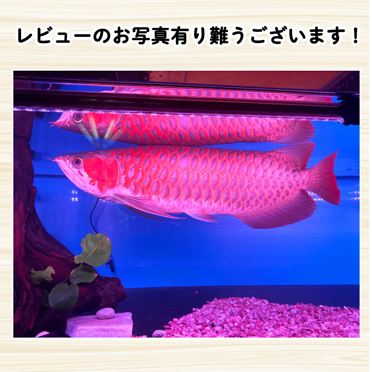 楽天市場】紅龍 スーパーレッド 水中 レッドアロワナ 水槽ライト