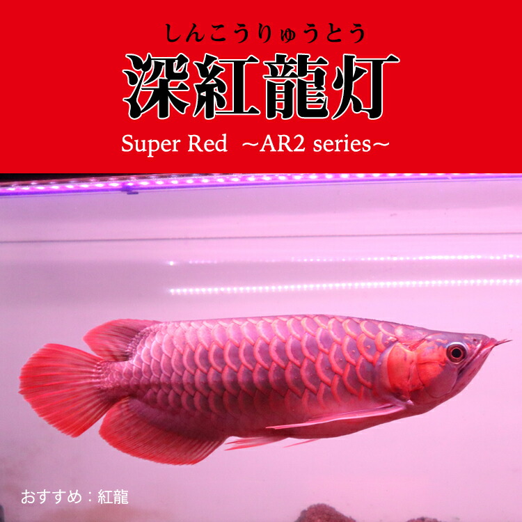 楽天市場】アロワナ ライト スーパーレッド 紅龍 水中 レッドアロワナ
