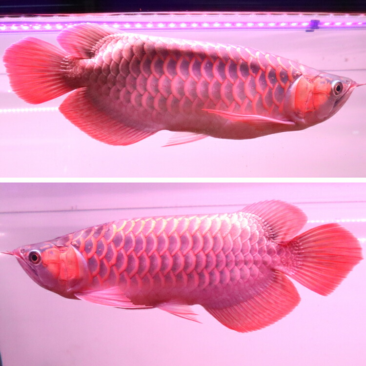 楽天市場】紅龍 スーパーレッド 水中 レッドアロワナ 水槽ライト