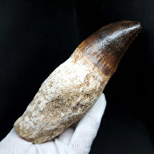 モササウルスの歯 化石 標本 モササウルス 化石 牙 歯 骨 本物