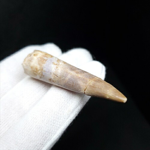 楽天市場】【送料無料】【プレシオサウルス/化石/歯/恐竜】 美品