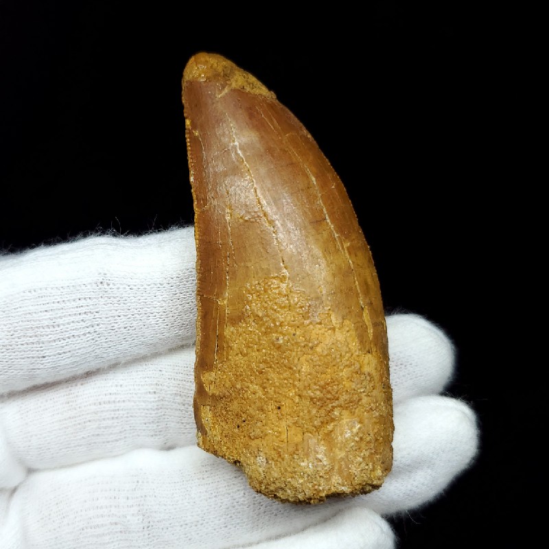 恐竜 パロニコドン [DS402] 歯 化石 希少 レア 恐竜 歯 化石