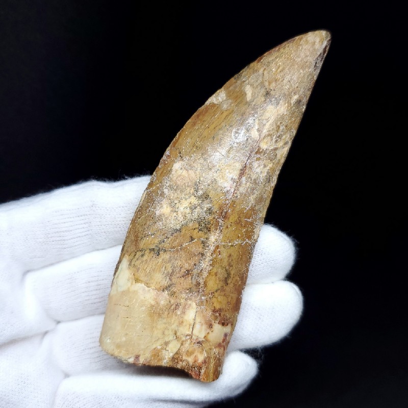 恐竜の歯 [DS398] パロニコドン 化石 希少 レア 【公式通販】