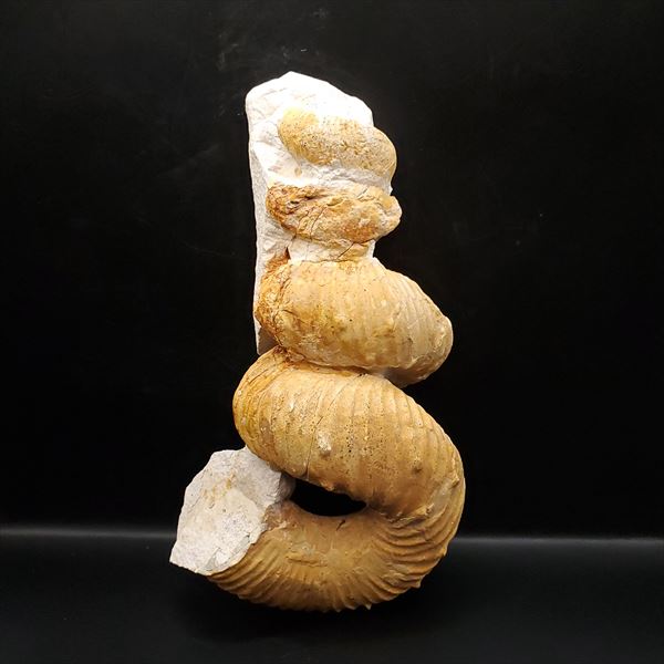 希少】異常巻きアンモナイト化石ヘテロマーファスカフィテス属4730g