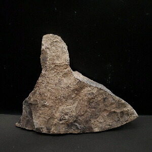 楽天市場】【送料無料】【アンモナイト/化石】 母岩付き アンモナイト