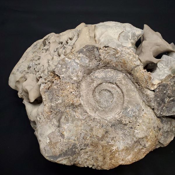 北海道幌加内産 超希少種アンモナイト モルトニセラス 化石 激レア