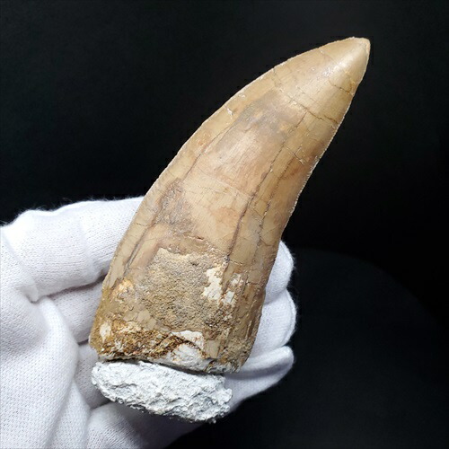 楽天市場】【送料無料】【カルカロドントサウルス/歯/化石/恐竜】カル