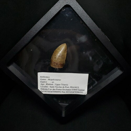 楽天市場】【送料無料】【メガロサウルス/化石/恐竜】博物館級 メガロ