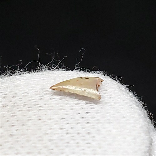 楽天市場】【送料無料】【ケラトサウルス/化石/恐竜/骨/歯】博物館級